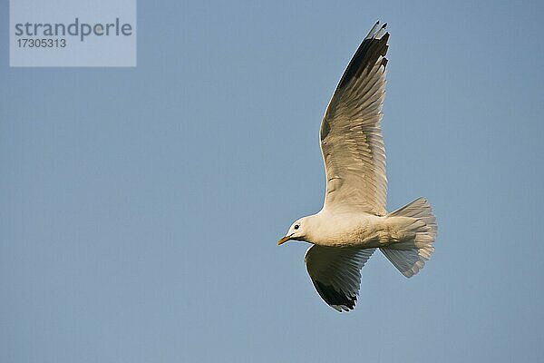 Sturmmöve (Larus canus)  fliegend  Langeoog  Niedersachsen  Deutschland  Europa