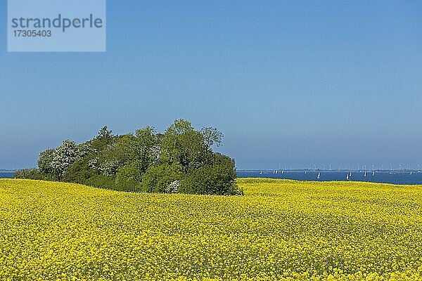 Rapsfeld bei Lütjenbrode  Segelboote  Großenbrode  Schleswig-Holstein  Deutschland  Europa