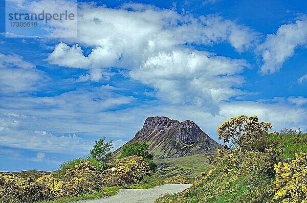 Schmale Straße  wilder Ginster  Ullapool  Highlands  Schottland  Großbritannien  Europa