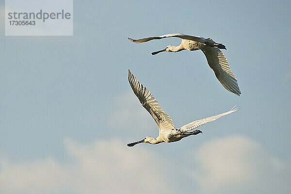 Löffler (Platalea leucorodia)  fliegend  Langeoog  Niedersachsen  Deutschland  Europa