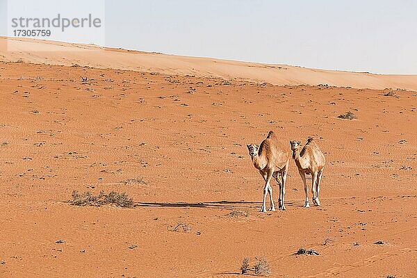 Kamel in der Wüste  Wahiba Sands  Sultanat Oman