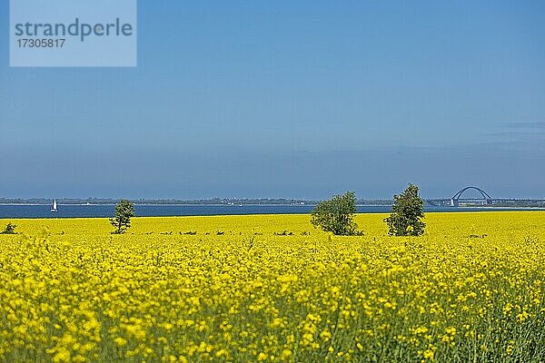 Fehmarnsundbrücke  Rapsfeld bei Lütjenbrode  Großenbrode  Schleswig-Holstein  Deutschland  Europa