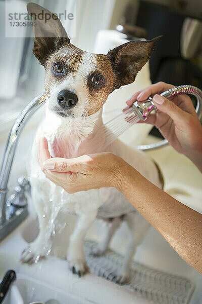 Süßer Jack Russell Terrier bekommt ein Bad in der Küchenspüle