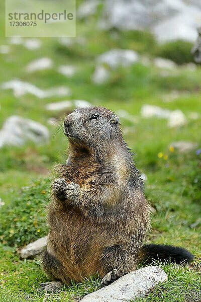 Alpenmurmeltier (Marmota marmota)  auf einer Bergwiese  Oberbayern  Bayern