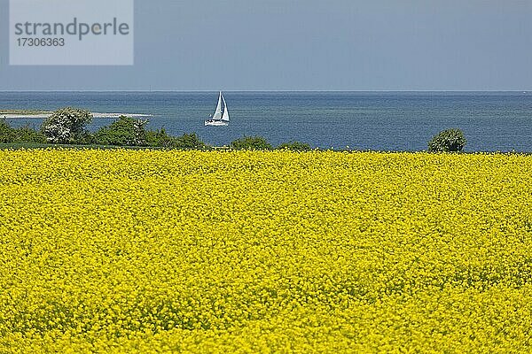 Rapsfeld bei Lütjenbrode  Segelboot  Großenbrode  Schleswig-Holstein  Deutschland  Europa