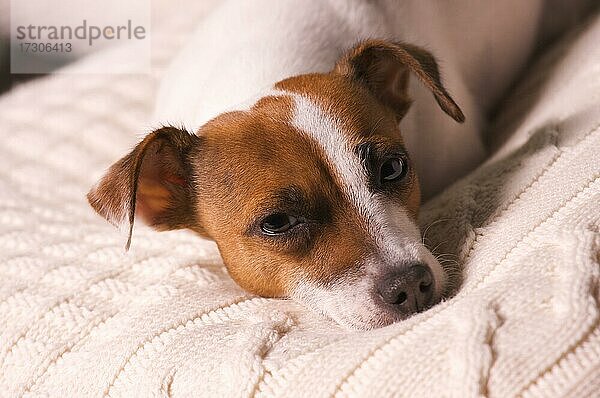 Jack Russell Terrier Hund Porträt auf Kissen