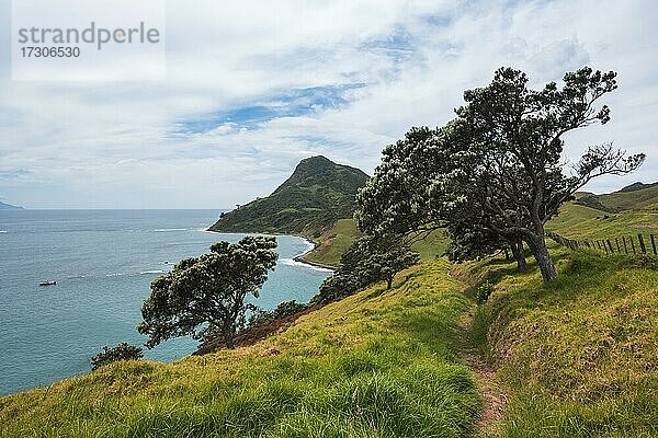 Strandansicht  Fletcher Bay  Coromandel  Nordinsel  Neuseeland  Ozeanien