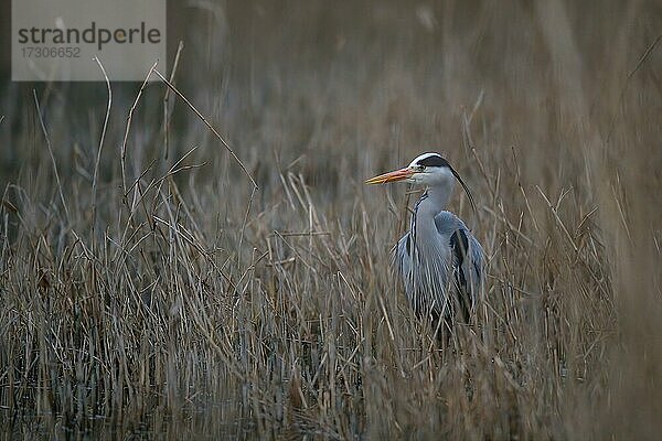 Ein Graureiher (Ardea cinerea) steht in Ufervegetation  Nordrhein-Westfalen  Deutschland  Europa