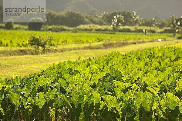 Hanalei-Tal und Taro-Felder auf Kauai  Hawaii