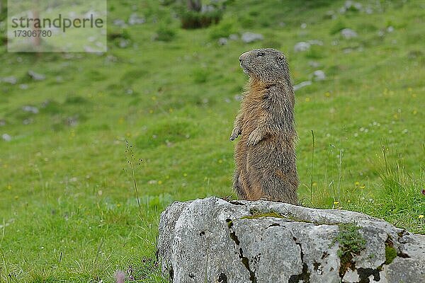 Alpenmurmeltier (Marmota marmota)  Wächter der Gruppe auf einer Bergwiese  Oberbayern  Bayern