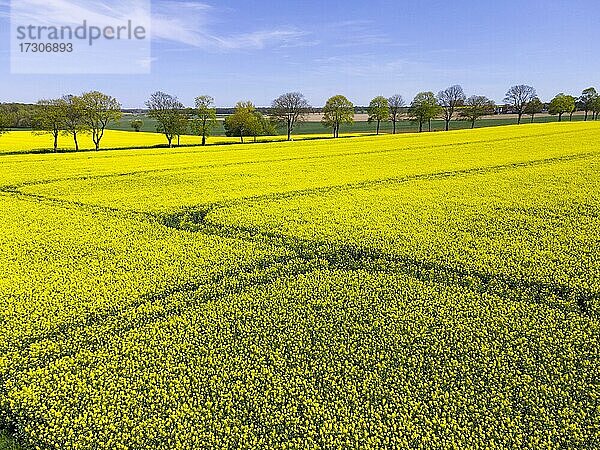 Drohnenaufnahme von einem Rapsfeld  Groß Ilsede  Kreis Peine  Niedersachsen  Deutschland  Europa