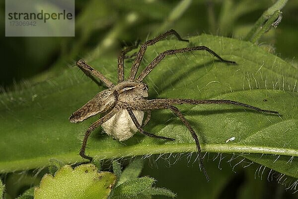 Listspinne (Pisaura mirabilis) mit Eikokon  Baden-Württemberg  Deutschland  Europa