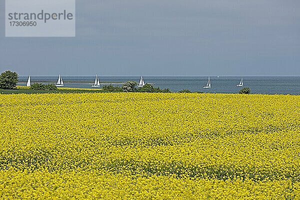 Rapsfeld bei Lütjenbrode  Segelboote  Großenbrode  Schleswig-Holstein  Deutschland  Europa