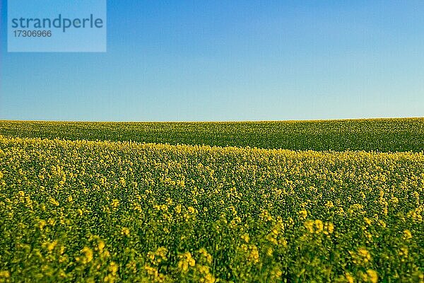 Feld der blühenden Rapsblüten  blauer Himmel im Hintergrund  Polen  Europa