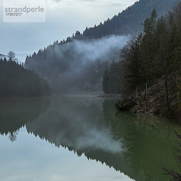 Nebel spiegelt sich im Wasser  Zaovine See  Tara National Park  Serbien  Europa