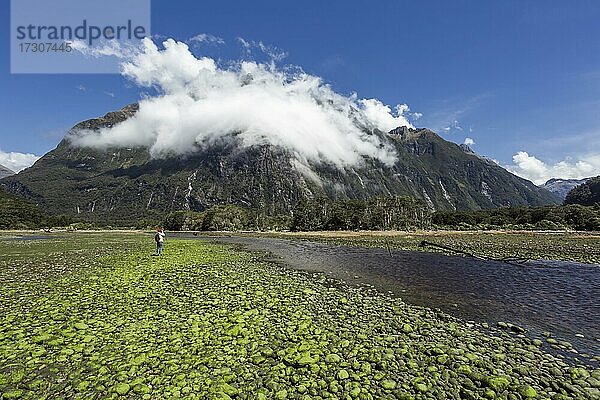 Guy am Milford Sound  Gebiet Milford Sound  Fiordland National Park  Fiordland  Südinsel  Neuseeland  Ozeanien