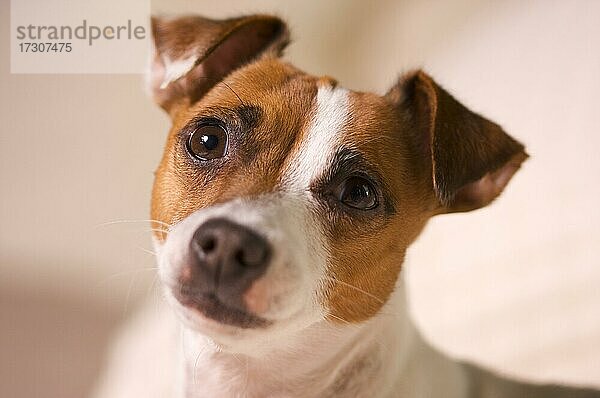 Jack Russell Terrier Hund Porträt