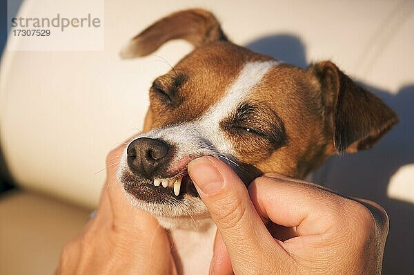 Frau untersucht die Zähne eines Jack Russell Terriers