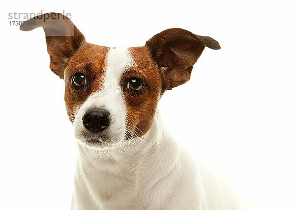 Porträt eines liebenswerten Jack-Russell-Terriers  vor einem weißen Hintergrund