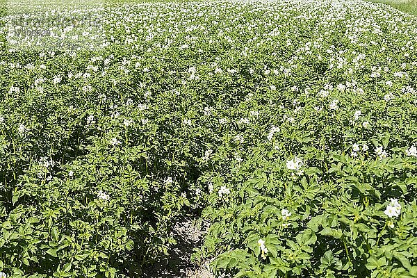Kartoffel (Solanum tuberosum)  Feld in Blüte  bei Kitzscher  Landkreis Leipzig  Sachsen  Deutschland  Europa
