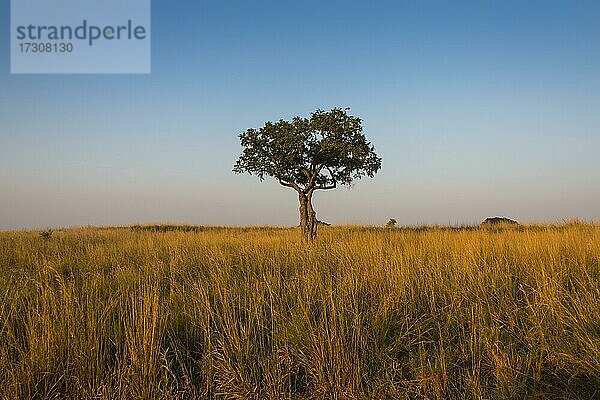 Einsamer Baum in der Savanne des Murchison Falls National Park  Uganda  Afrika