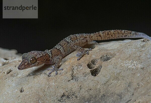 Großkopfgecko (Paroedura fasciata) im Nationalpark Nosy Hara im Norden Madagaskars