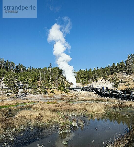 Sumpfige Thermalquelle Mud Volcano  hinten dampfende Thermalquelle  Dragon's Mouth Spring  Yellowstone National Park  Wyoming  USA  Nordamerika