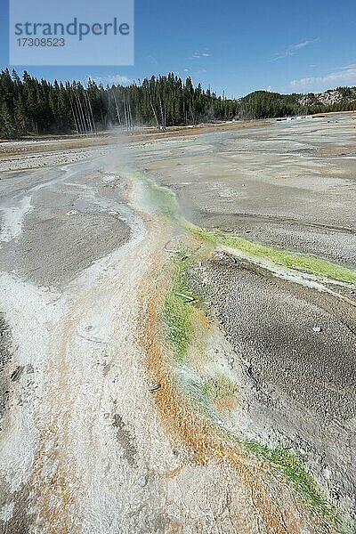 Rote Mineralienablagerungen und grüne Algen an einer Thermalquelle  dampfende heiße Quellen  Noris Geyser Basin  Yellowstone Nationalpark  Wyoming  USA  Nordamerika