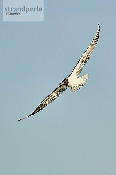 Lachmöwe (Chroicocephalus ridibundus) im Flug  Bayern  Deutschland  Europa