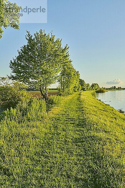 Wanderweg neben der Donau im Frühling am Abend bei Kiefenholz  Vorderer Bayerischer Wald  Oberpfalz  Bayern  Deutschland  Europa