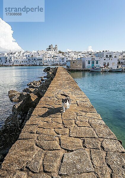 Weiß-Schwarze Katze auf Hafenmauer  Hafenstadt Naoussa  Insel Paros  Kykladen  Griechenland  Europa