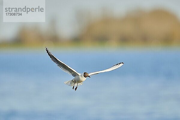 Lachmöwe (Chroicocephalus ridibundus) fliegend über der Donau  Bayern  Deutschland  Europa