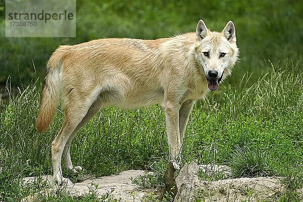Timberwolf  amerikanischer Wolf (Canis lupus occidentalis) stehend  Captive  Frankreich  Europa