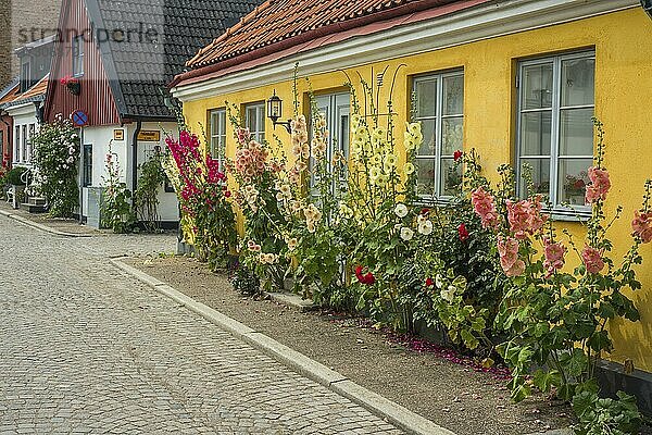 Stockmalve (Alcea rosea) an einem gelben Haus in einer kleinen Straße in der idyllischen Innenstadt von Ystad  Schonen  Skandinavien  Schweden  Europa