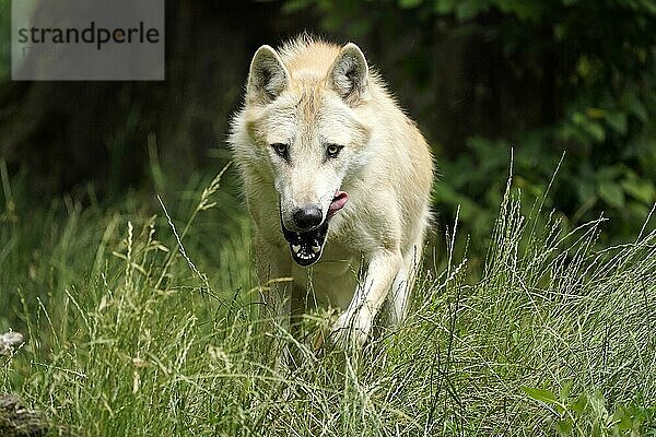 Timberwolf  amerikanischer Wolf (Canis lupus occidentalis) Tierporträt  Captive  Frankreich  Europa