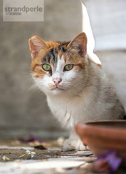 Katze mit grünen Augen blickt hervor  Paros  Kykladen  Ägäis  Griechenland  Europa