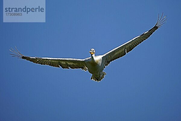 Krauskopfpelikan (Pelecanus crispus)  fliegend  Frankreich  Europa