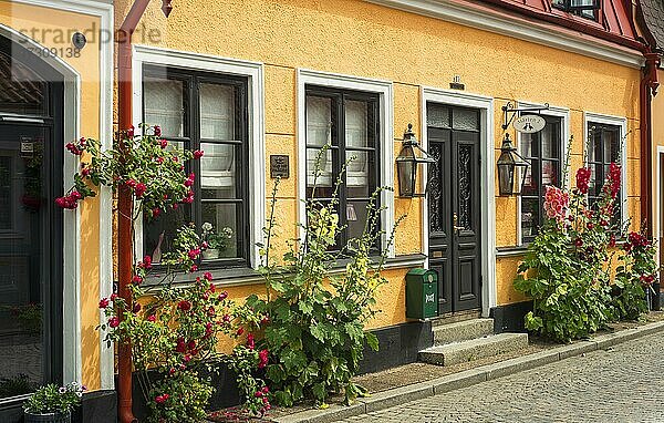 Stockmalve (Alcea rosea) und Rosen an einem Haus in einer kleinen Straße in der idyllischen Innenstadt von Ystad  Schonen  Skandinavien  Schweden  Europa