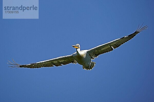 Krauskopfpelikan (Pelecanus crispus)  fliegend  Frankreich  Europa