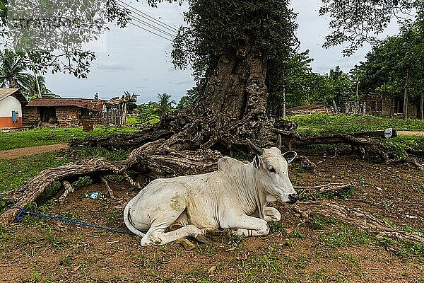 Kuh grasend vor einem riesigen alten Baum  Alok  Nigeria  Afrika