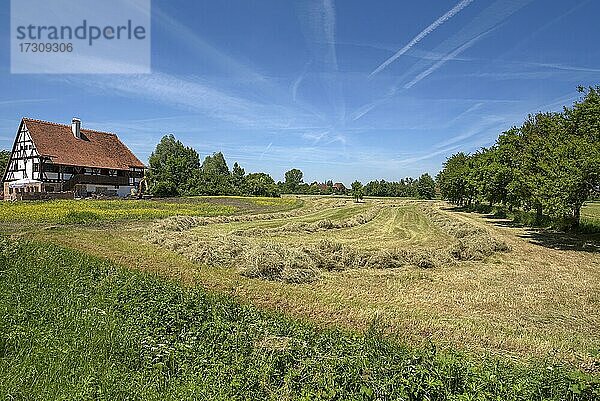 Geschwadertes Heu auf der Wiese  links der Wiederaufbau eines mittelalterlichen Badehauses  Fränkisches Freilandmuseum  Bad Windsheim  Mittelfranken  Bayern  Deutschland  Europa