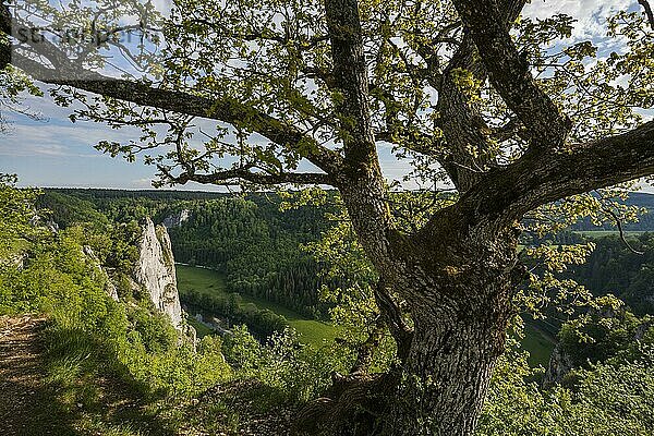 Ausblick vom Stiegelesfelsen  bei Fridingen  Naturpark Obere Donau  Oberes Donautal  Donau  Schwäbische Alb  Baden-Württemberg  Deutschland  Europa