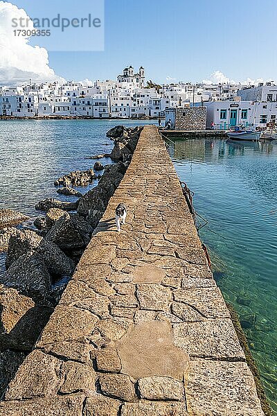 Weiß-Schwarze Katze auf Hafenmauer  Hafenstadt Naoussa  Insel Paros  Kykladen  Griechenland  Europa