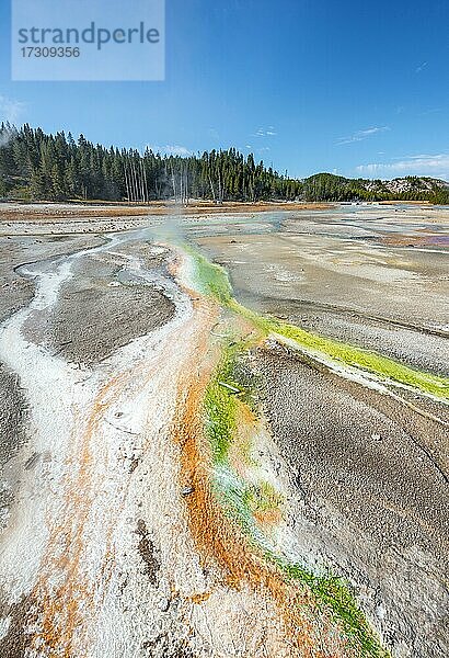 Rote Mineralienablagerungen und grüne Algen an einer Thermalquelle  dampfende heiße Quellen  Noris Geyser Basin  Yellowstone Nationalpark  Wyoming  USA  Nordamerika