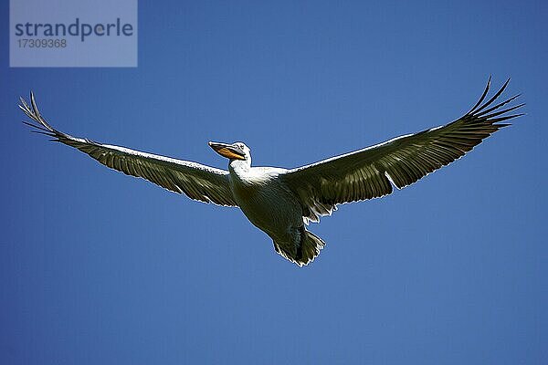 Krauskopfpelikan (Pelecanus crispus)  fliegend  Frankreich  Europa