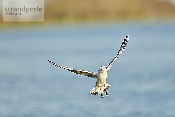 Lachmöwe (Chroicocephalus ridibundus) fliegend über dem Fluss Danubia  Bayern  Deutschland  Europa