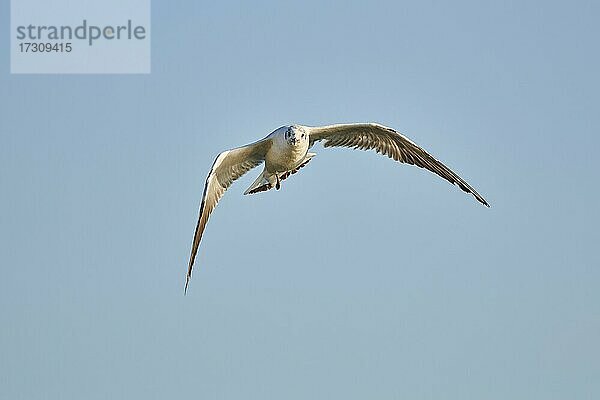 Lachmöwe (Chroicocephalus ridibundus) im Flug  Bayern  Deutschland  Europa