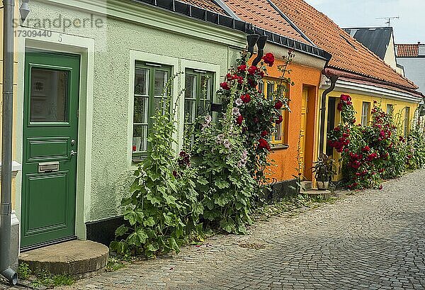Stockmalve (Alcea rosea) und Rosen an Häusern in einer kleinen Straße in der idyllischen Innenstadt von Ystad  Schonen  Skandinavien  Schweden  Europa