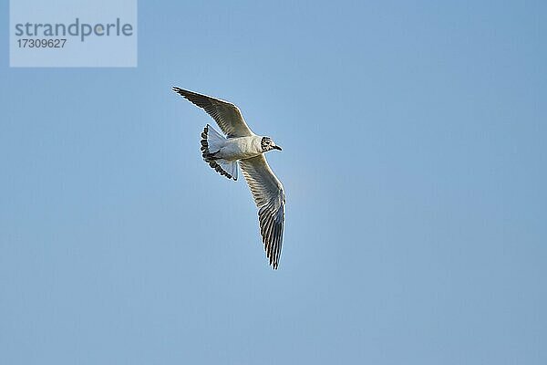 Lachmöwe (Chroicocephalus ridibundus) im Flug  Bayern  Deutschland  Europa