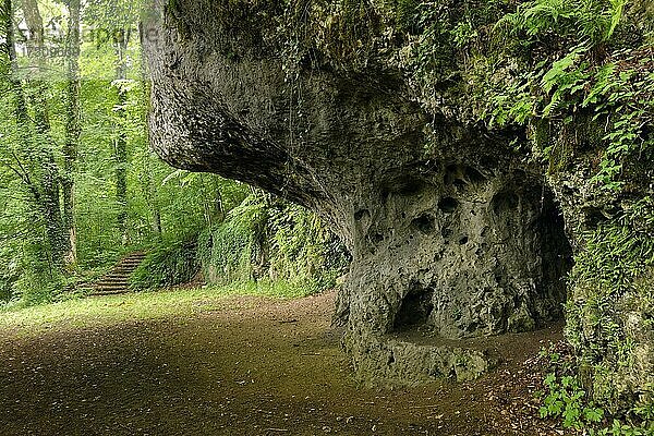 Felsiger Überhang  Höhleneingang bewachsen mit Farn und Efeu  Schweizerhaushöhle  Wanderweg durch Laubwald  bei Aufseß  Oberfranken  Bayern  Deutschland  Europa
